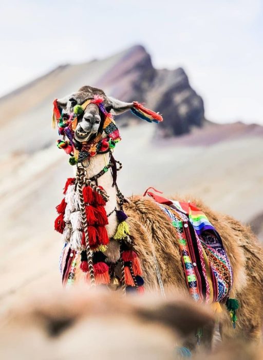 WhatsApp Image 2018-12-27 at 19.07.27