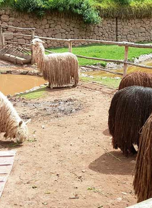 visit-awanacancha-alpacas